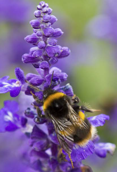 Creating a Pollinator Garden - Tony Brown